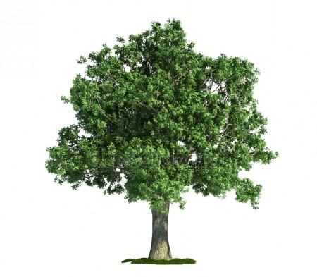 depositphotos_8197642-stock-photo-isolated-tree-on-white-oak.jpg